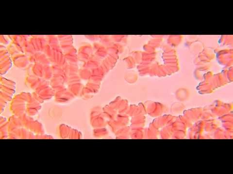 Sel Darah Manusia 100x - 1000x pembesaran | Mikroskop Optic Zoom