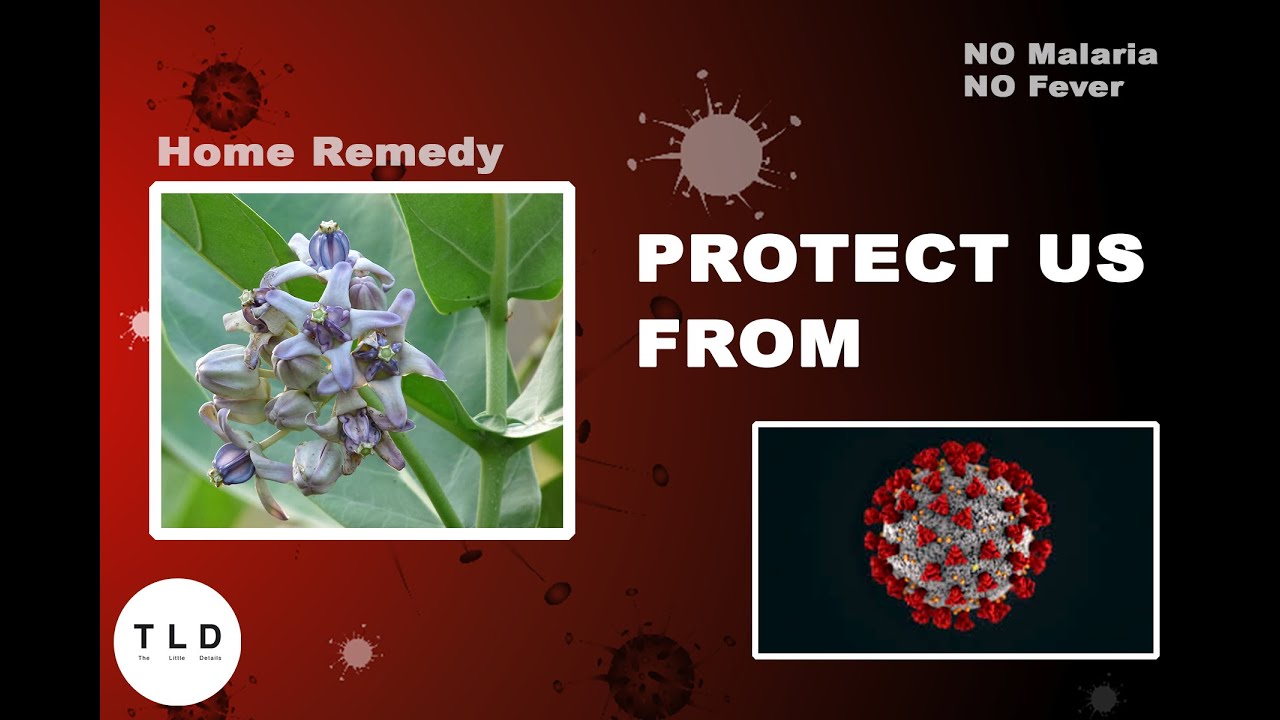 Natural Home Remedy to prevent Malaria/Fever 