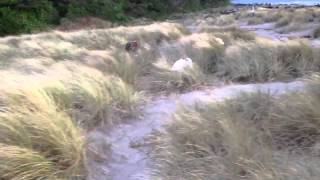 Dogs Play In Wind