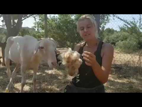 La lana la tiramos farmers insurance