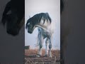 ماشاء الله الفحل صدام حصان الخاص بجغو