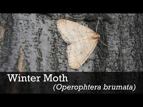 Video: Dexterous Winter Moth