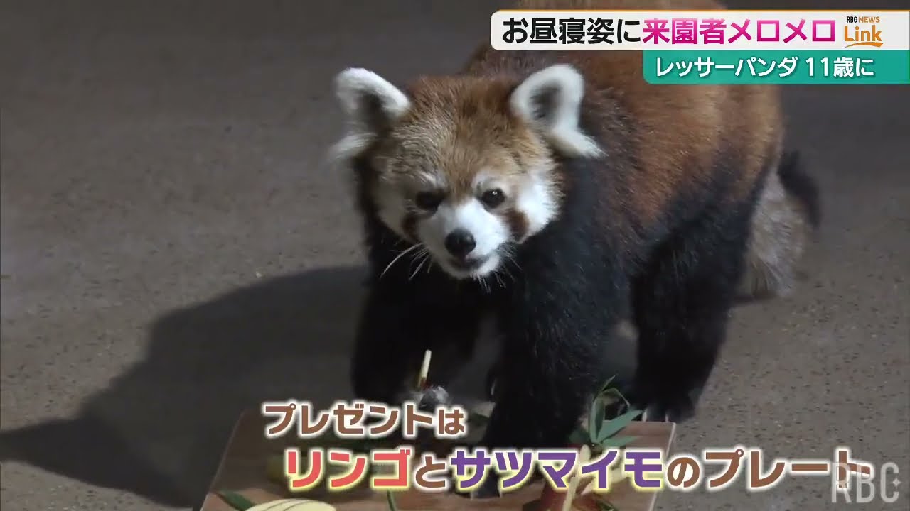 レッサーパンダ（収穫中〜❣️） Red panda 