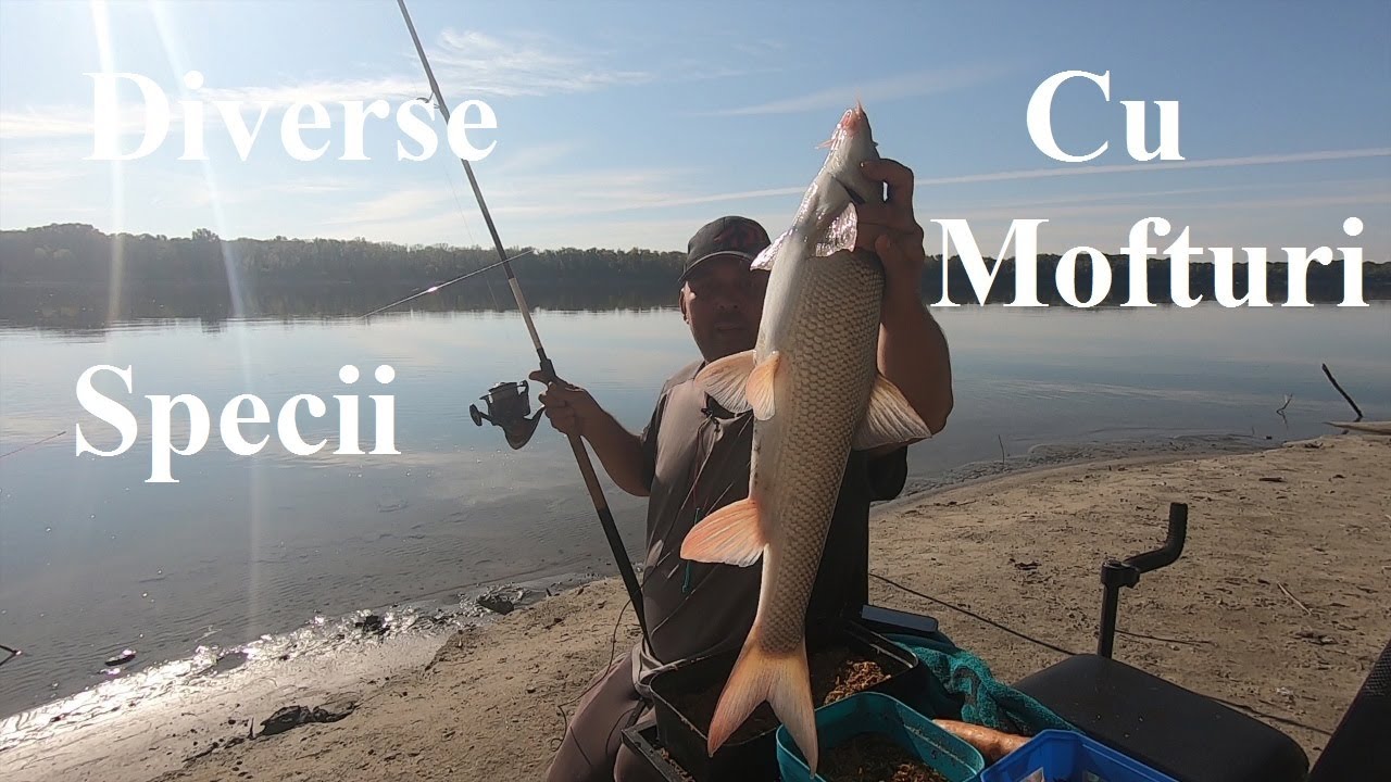 Specii diverse si mofturoase la Dunare