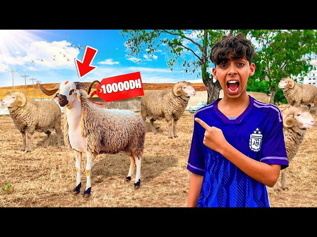 و أخيرا مشينا سوق خرفان في دار البيضاء  🐏😱 تمن أكبر خروف هو ... 😱🔥 class=