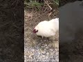 🏝うるま市宇堅ビーチに住むニワトリ【沖縄旅行】#shorts