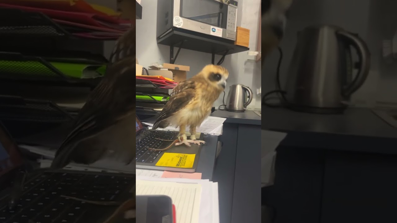 Mortimer says No! to dopamine addiction 