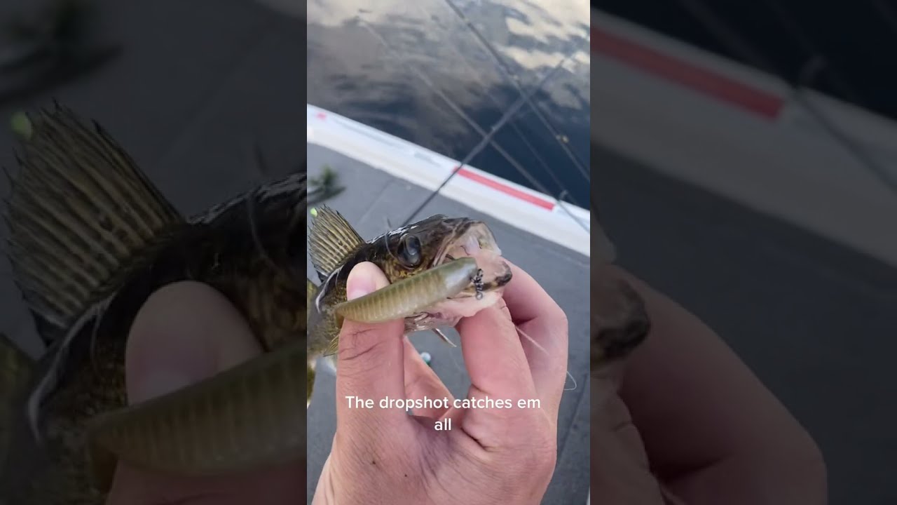 Wow Big Fish Live Casting Fishing 543