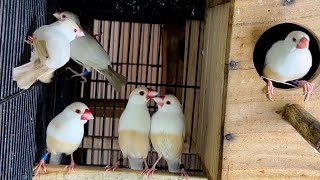 Beautiful Pastel Fawn Java Sparrows Making Love in the Aviary | Aviary Daily | Pastel Fawn Java