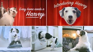 Every Home Needs A Harvey |The World’s Most Resourceful Dog 😂