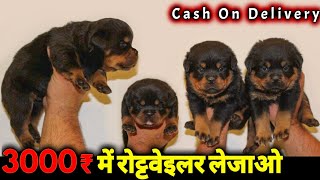 3000 म रटटवइलर लजओ Rottweiler Puppies For Sale In Low Price Cheapest Dog Market