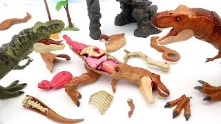 T.Rex VS T.Rex! Dinosaur Battle Toys For Kids - Tyrannosaurus Dinosaur Anatomy Kit 공룡 해부