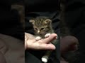 【無編集】食後に毛繕いしてたら飼い主の手✋が心地よすぎて寝落ちしてしまう子猫😪