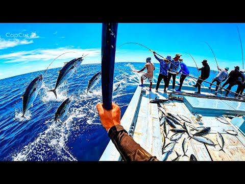 🎣 POLE & LINE TUNA ACTION – Skipjack, Kawakawa & MahiMahi! (1–1.5kg Grade)