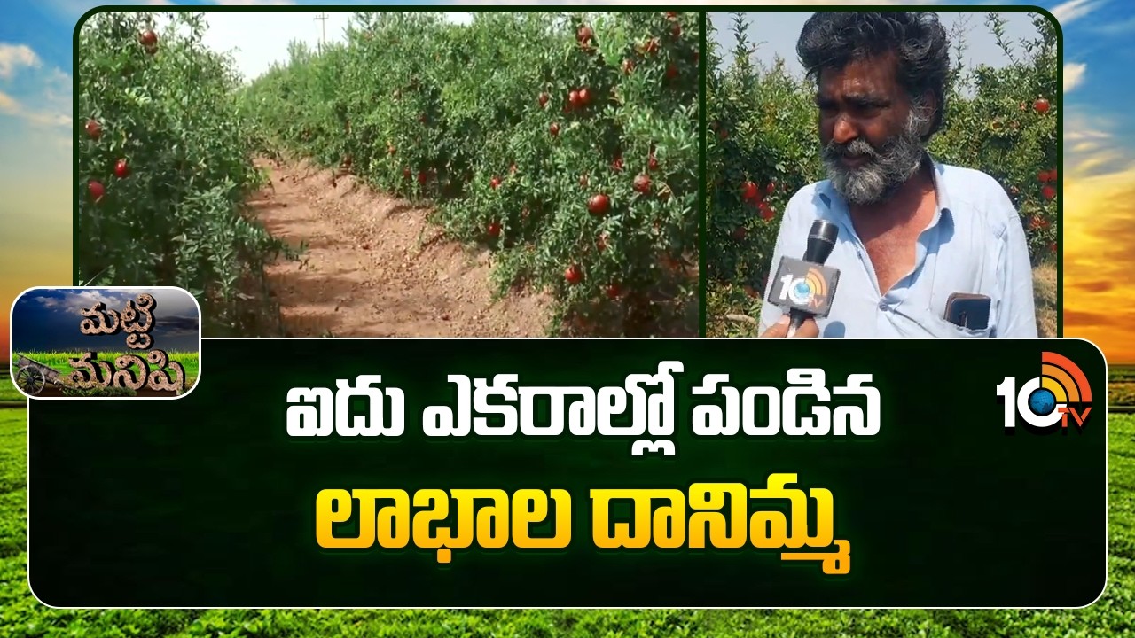 Pomegranate Farming In 5 Acres | ఐదు ఎకరాల్లో పండిన లాభాల దానిమ్మ | Matti Manishi | 10TV News