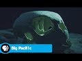 Turtle Behavior and Mysteries