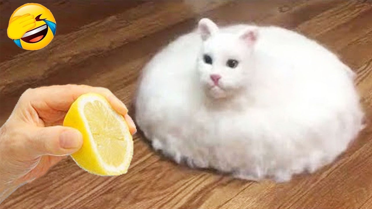 Try Not To Laugh 🤣 Best Funny Cats and Dogs Videos 2026 😻🐶 Part 16