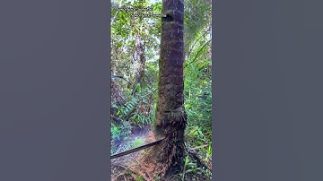 cinematic cutting down of an old coconut tree#coconuttree#cutting#cuttingwood#chainsaw#lumberjack