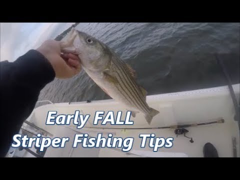 Stripers' Favorite Fall Run Fare - On The Water