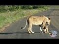 Amazing Lioness Searching And Calling For Her Tiny Lost Lion Cub