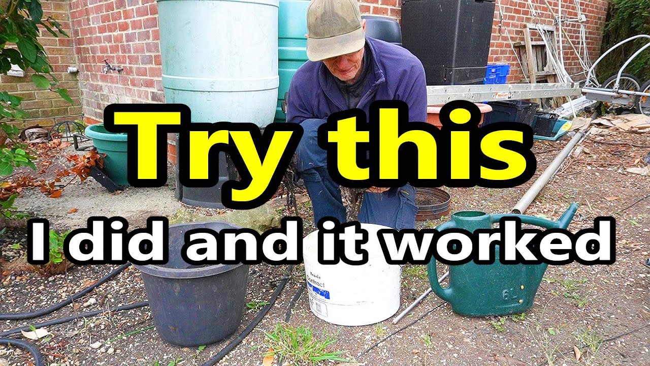 Things May never be the same again  Making Compost Tea, Garden update