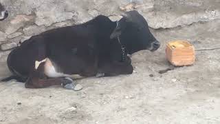 Stray Puppy Gets Rescued And Can't Stop Jumping For Joy | The Dodo