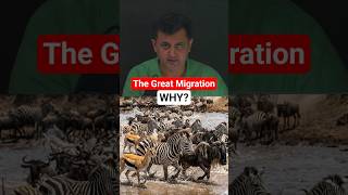 The Great Migration That Never Ends. Why?