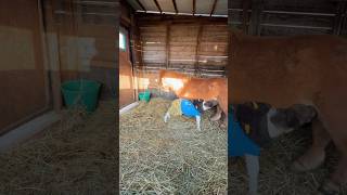 今年初の赤ちゃんは可愛い女の子🩷みなさんよろしくね🥰　お父さんはキョロです👨#shorts