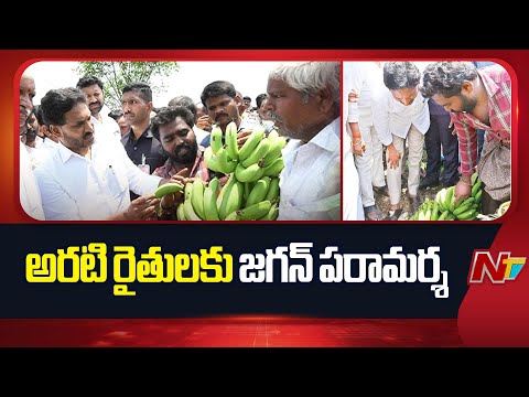 YS Jagan Inspects Damaged Banana Crops | Brahmanapalle | Kadapa | NTV Telugu - NTVTELUGU
