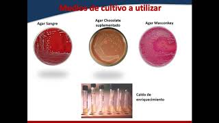 Infecciones de piel y tejidos Blandos. Nuevos Datos