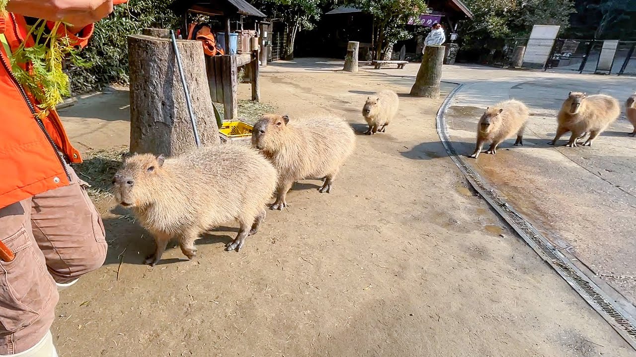 カピバラに野菜をあげたら大集合しました【カリフラワー】
