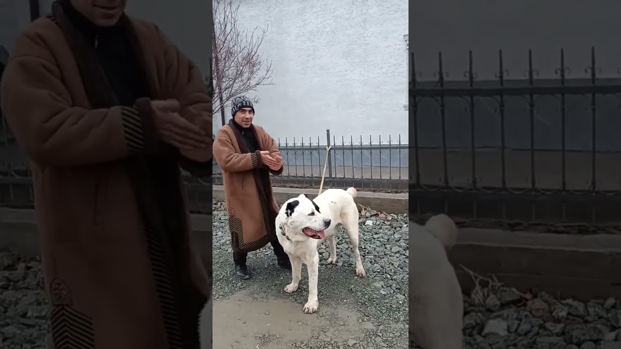 Xorazm #uzbekistan #turkmanistan #qirgizston #urganch #qazaqstan #itlari 