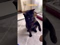 容疑にゃんこ 反省の色なし