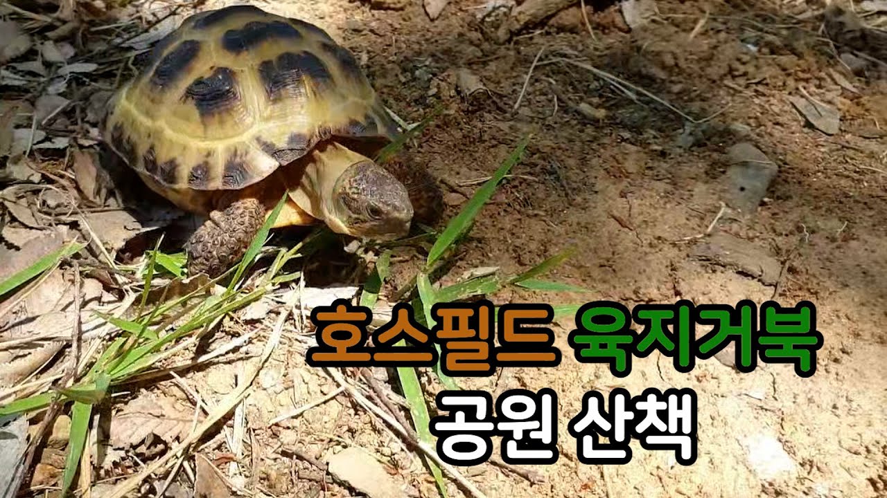 호스필드 육지거북 산책 (호두의 첫 외출) - YouTube