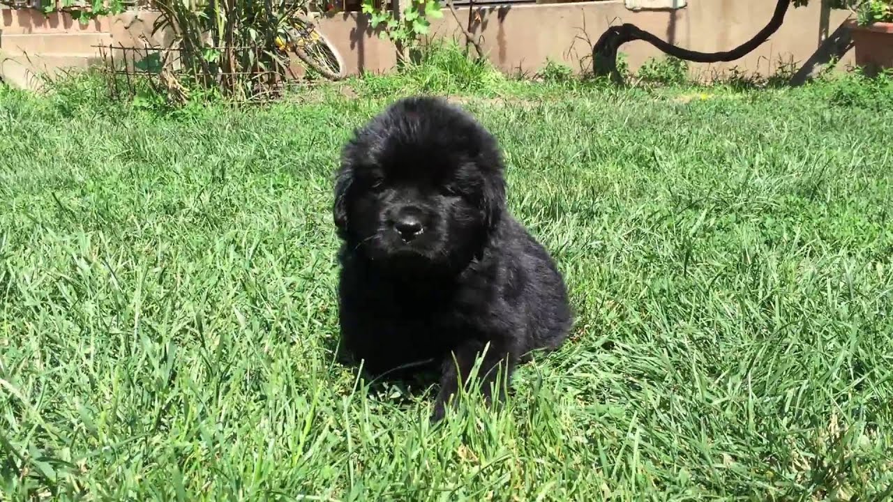 6 week old newfoundland puppies