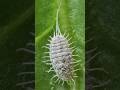 Why These Tiny Bumps on Your Plants Are Actually Dangerous #plantcare #garden