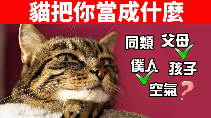 测测你在猫心里的地位！你的猫是把你当成同类、父母、仆人、孩子还是空气呢？【养猫迷思EP16】 - 天天要闻