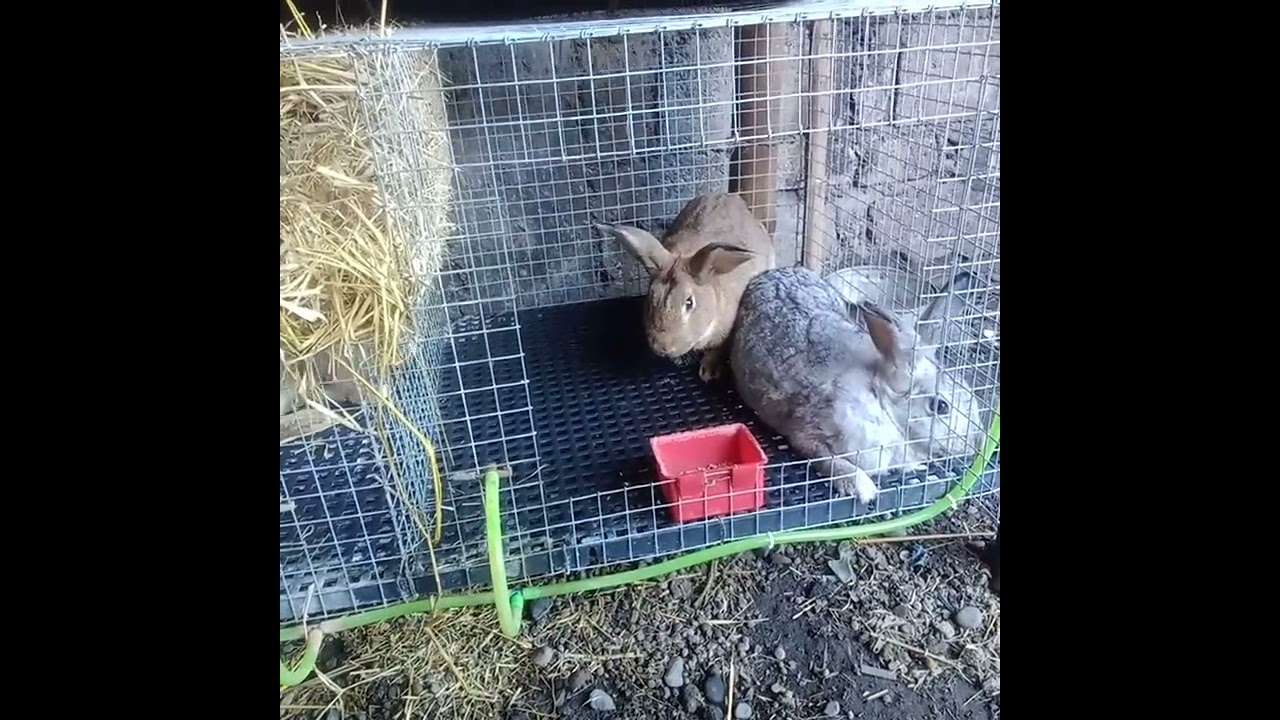 rabbit matting