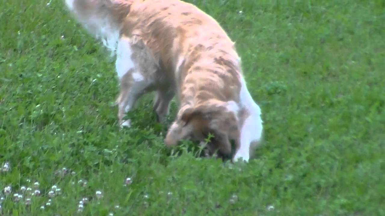 Dogs play with rocks? YouTube