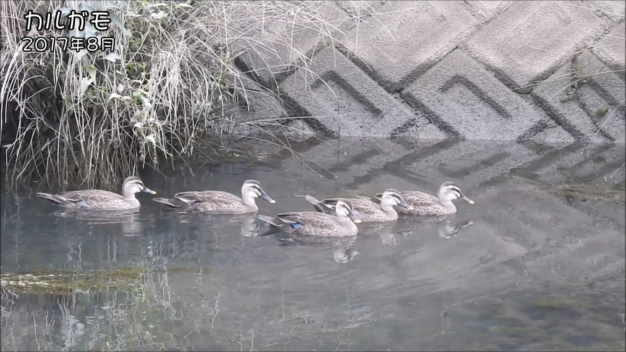 野鳥雨靴 カルガモ Spotbill duck (Anas zonorhyncha)【狩猟鳥】