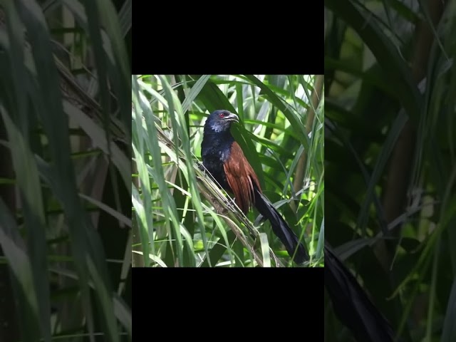 Burung bubut gacor di alam class=