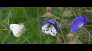 Small White Butterflies Mating
