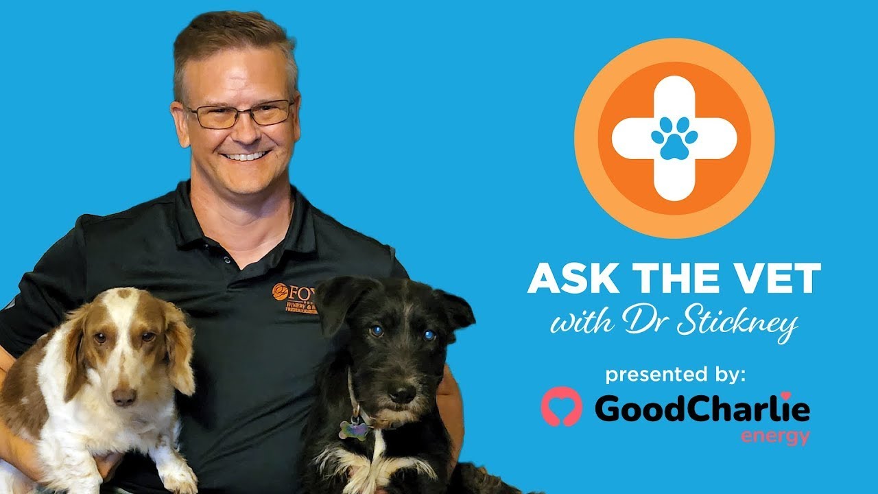 Ask the Vet Live: Pet Safety, Health & Behavior Tips