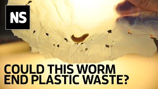 Wax worm saliva breaks down plastic and could be answer to plastic waste