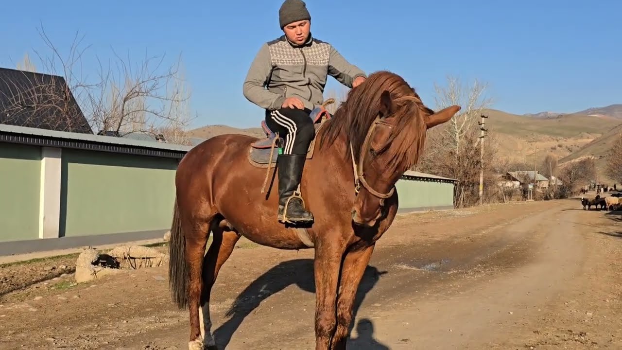 +996 704 748 024 Айгырга Ат издегендер гөргүлө