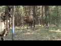 Bowhunting Elk: Monster Bull at 10 Steps