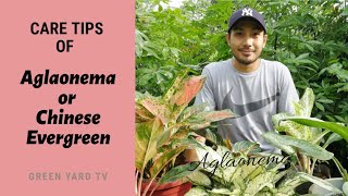 AGLAONEMA CARE TIPS | GREEN YARD TV