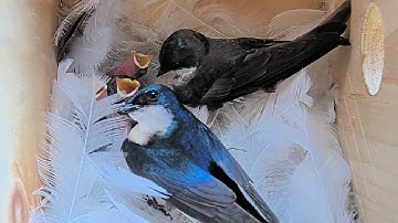 Birdhouse Camera Captures Tree Swallows Raising 5 Babies!