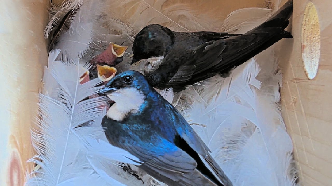 Birdhouse Camera Captures Tree Swallows Raising 5 Babies!