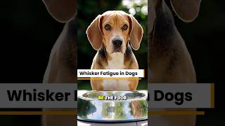 Whisker Fatigue in Dogs